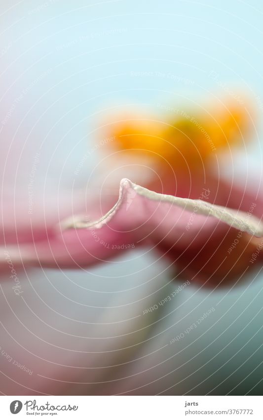 Blatt einer Herbstanemone Spätsommer Starke Tiefenschärfe Natur Pflanze Farbfoto Außenaufnahme Menschenleer Tag Nahaufnahme natürlich Textfreiraum oben