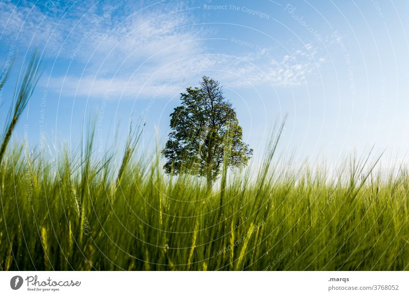 Baum Wiese Perspektive Gras Schönes Wetter 1 Natur Umwelt Einzelgänger Sommer Feld
