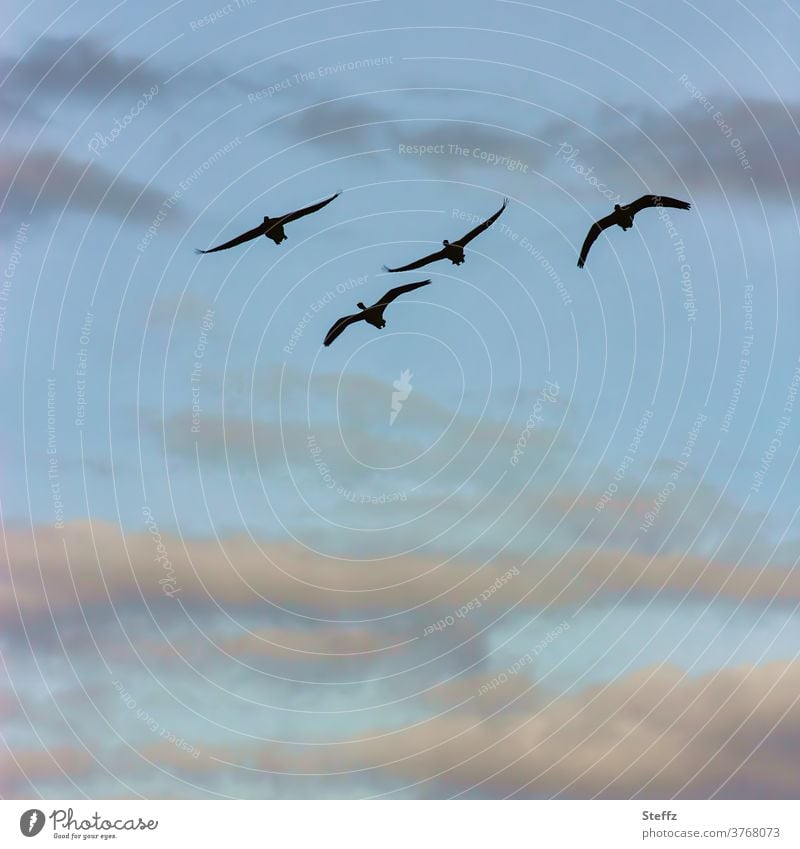 Flugkunst Vögel Vogelflug Wildgänse Zugvögel Graugänse Gänse Vögel fliegen Vogelzug fliegende Vögel Freiheit frei elegant still und schön anmutig zusammen