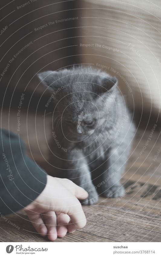 kleiner kater betrachtet misstrauisch eine hand, die sich ihm nähert Katze Kater jung süß niedlich Katerchen britische Kurzhaarkatze Rassekatze Haustier
