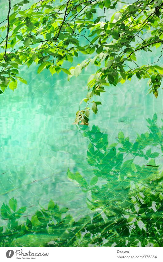Obersee / Detail Umwelt Natur Landschaft Pflanze Wasser Baum Blatt Grünpflanze Wildpflanze Wald Alpen Seeufer grün Laubbaum Reflexion & Spiegelung