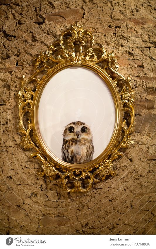 Foto von einer Eule in einem alten Bilderrahmen Barock albern lustig handgemacht gebastelt golden Rahmen Unverputzt Spiegel ängstlich unsicher weißraum Wand