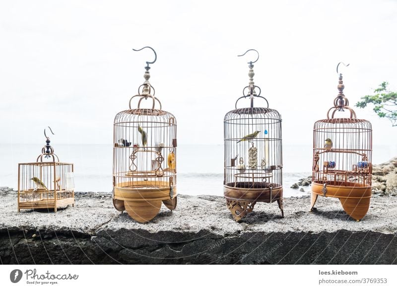 Vier Vogelkäfige mit Singvögeln auf einer Steinmauer in Sanur, Bali, Indonesien Käfige Asien asiatisch Natur Indonesier verkaufen Tierwelt eingesperrt Gefangene