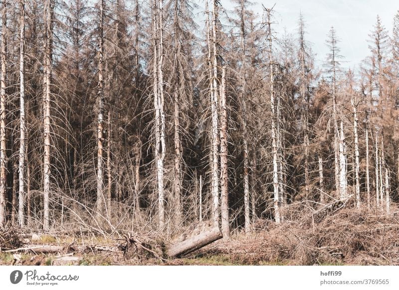 totes Holz vor totem Wald - der Borkenkäfer ist da borkenkäferbefall Waldsterben baumstämme Baumstamm Raummeter Klimawandel Forstwirtschaft Natur Umwelt