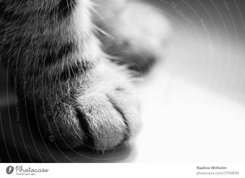 Samtpfote Pfote Katze Tier Fell Haustier Hauskatze Schwarzweißfoto klein flauschig haarig ruhen sitzen stehen Innenaufnahme