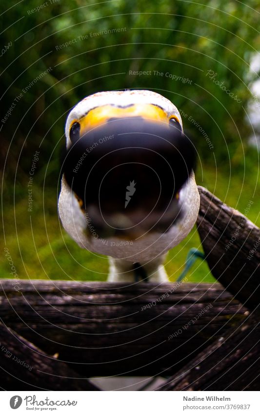 Neugieriger Schwan Vogel Tier weiß Außenaufnahme Schnabel Hals Nahaufnahme Unschärfe Tiefenunschärfe wenig tiefenschärfe Farbfoto Tierporträt Kopf