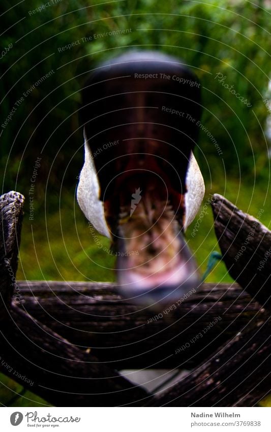 Schwäne sind manchmal aggressiv Schwan Wasser See Vogel Tier weiß Natur Schnabel Außenaufnahme Farbfoto schnappen offen offener mund Nahaufnahme ausfüllen