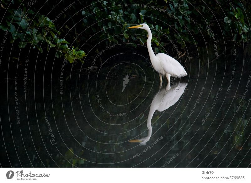 Silberreiher, knietief im Wasser am Seeufer Reiher Vogel Spiegelung Spiegelung im Wasser weiß elegant schön Kontrast Kontrastreich Tier Natur Außenaufnahme
