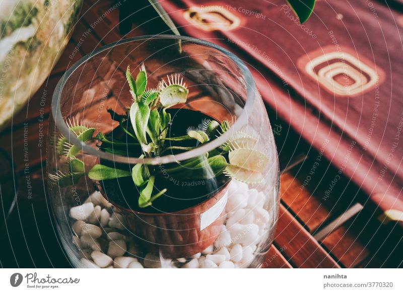 Dekoration mit fleischfressenden Pflanzen zu Hause Fleischfressende Pflanze exotisch Dionaea muscipula sarracenia Dekoration & Verzierung Topfpflanze Atmosphäre