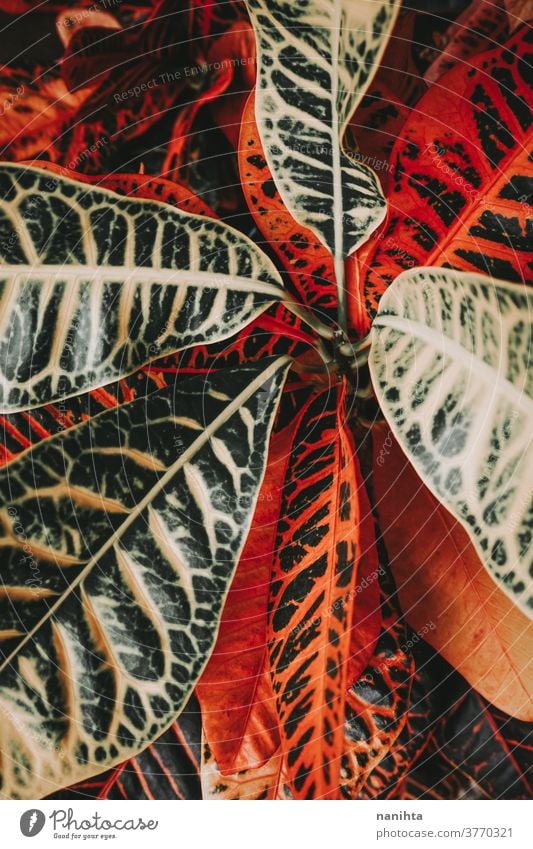 Erstaunliche Details eines Codiaeum variegatum Pflanze croton codiaeum variegatum Blatt Blätter Muster Kontrast organisch Textur matt Farbe intensiv Botanik