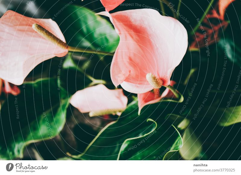 Wunderschöne Aufnahme von Anthuriumblüten anturio Flamingoblumen Pflanze organisch Textur Blume Blatt exotisch anders dunkel Schönheit Schönheit in der Natur