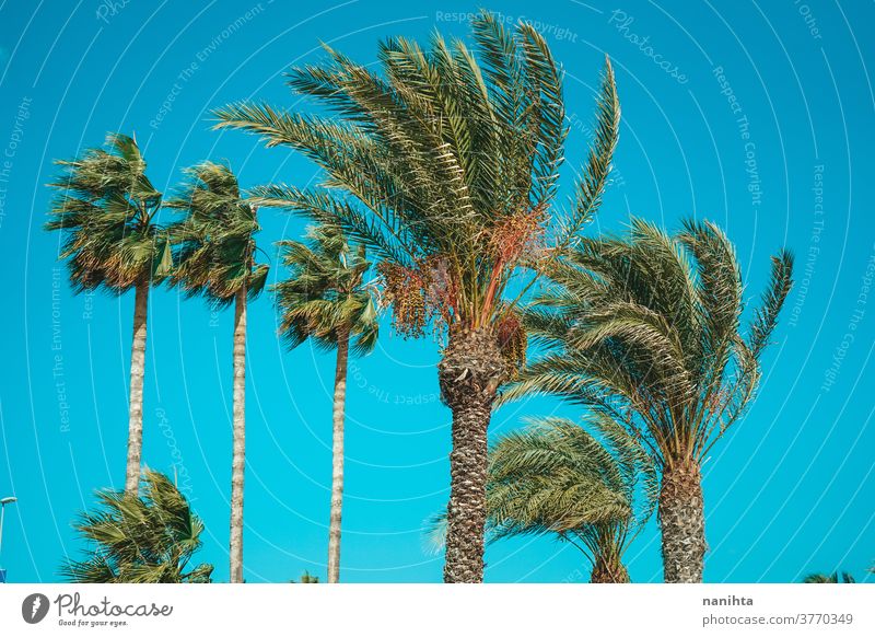 Typisches Urlaubsbild mit Palmen gegen den Himmel Strand Bild Nostalgie retro arecaceae Phönix-Daktylifera blau Blauer Himmel Daten Spanien mediterran Feiertage
