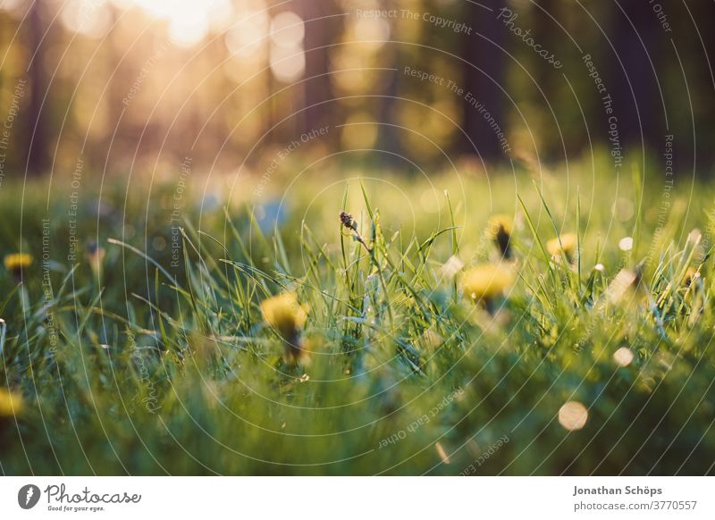 Waldwiese in der Abendsonne natürlich Blumenwiese Froschperspektive Licht Menschenleer Tag Außenaufnahme Farbfoto Freiheit Luft grasgrün ästhetisch Sommer Gras