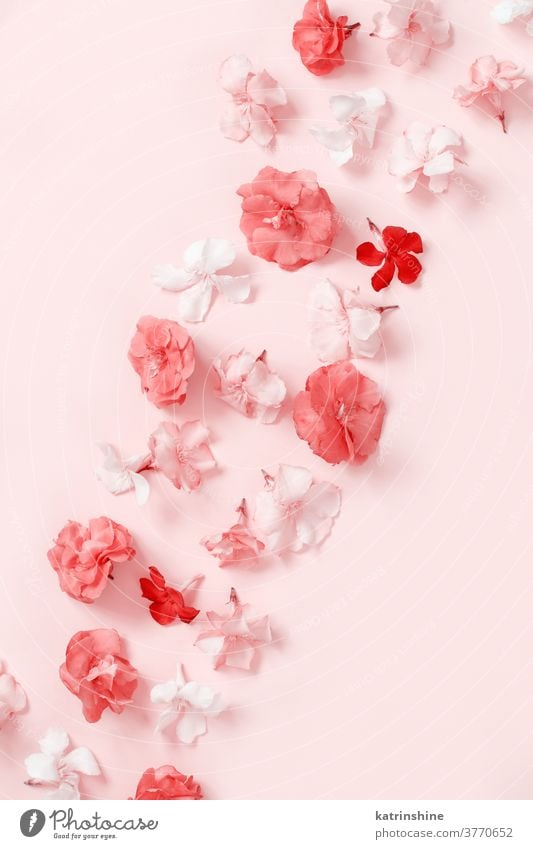Rosa Blumen auf rosa Hintergrund - Draufsicht hellrosa Korallen Muster Monochrom Frauentag hochzeitlich Engagement Frühling oben Pastell Gruß romantisch