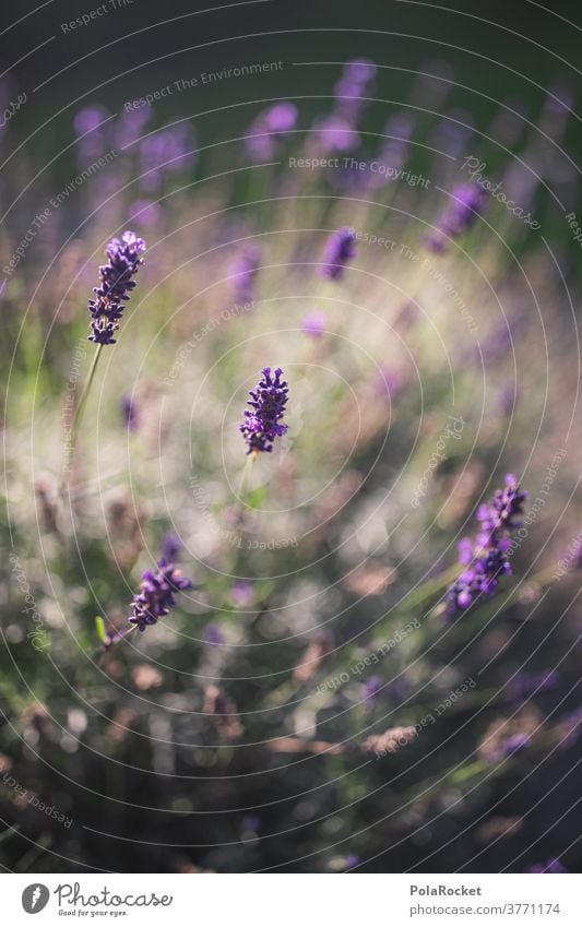 #A# Lavendel im Garten II Duft Detailaufnahme ästhetisch Totale Tag Farbfoto Kontrast Frankreich Provence Natur Schwache Tiefenschärfe Außenaufnahme violett