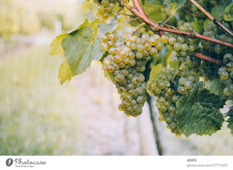 Traube für Txakoli-Wein, die am Rebstock reift Weinberg Haufen txakoli weiß Weißwein Baskenland Hondarribia Getaria abschließen Cluster Ackerbau Ernte Önologie