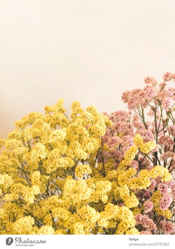 Getrocknete rosa und gelbe Blumen in weißer Vase Herbst getrocknet Innenbereich Saison Blumenstrauß Ordnung Dekor heimwärts natürlich Erntedankfest Wand Farbe