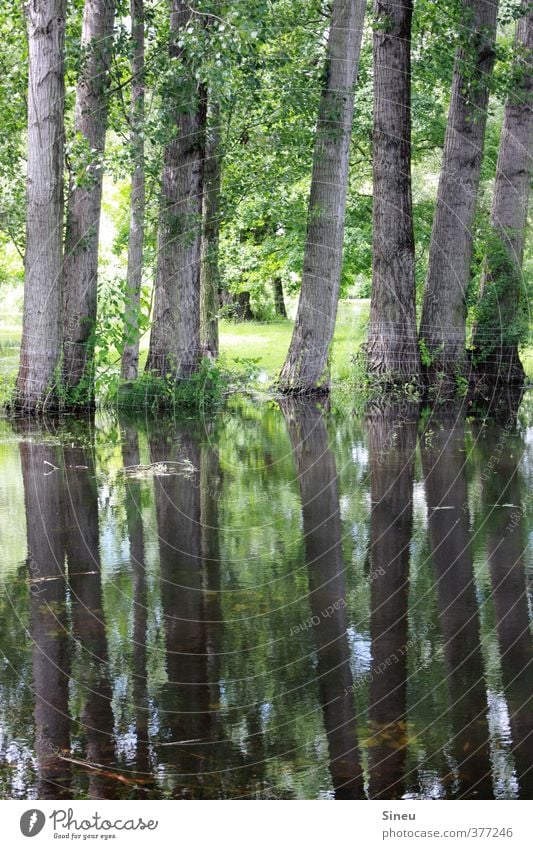 Wassergrundstück. Natur Landschaft Pflanze Baum Garten Park Wiese Brandenburg an der Havel Menschenleer Erholung träumen frisch nass Sauberkeit grün ästhetisch