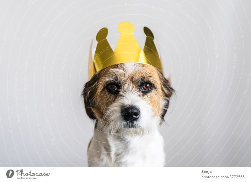 Kleiner Terrier Hund mit einer goldenen Krone auf dem Kopf klein Tier Haustier niedlich Farbfoto Blick beobachten Freude Mischling sehen lustig Humor