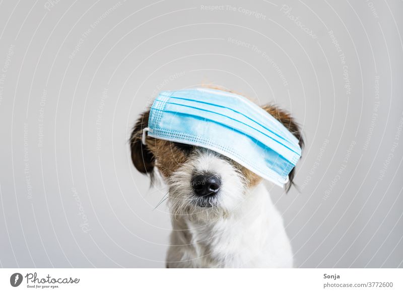 Portrait eines kleinen Terrier Hundes mit einem blauen Mundschutz auf den Augen Kopf coronavirus Selbstschutz niedlich Farbfoto Tier Haustier lustig Mischling