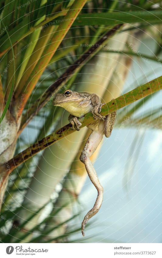 Kubanischer Laubfrosch Osteopilus septentrionalis hängt an einer Areca-Palme invasive Arten Amphibie Herp Tier Natur Frosch grüner Frosch