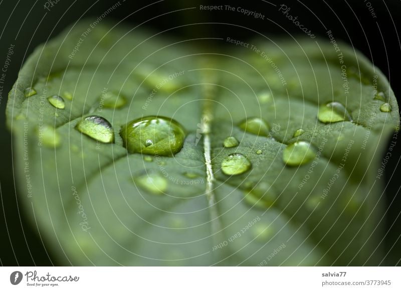 lebensnotwendig | Wasser Natur Blatt Tropfen Pflanze Wassertropfen Regen Makroaufnahme nass Nahaufnahme grün Blattadern Leben Strukturen & Formen Grünpflanze