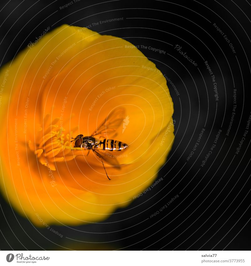 Schwebefliege nascht an Pollen des Kalifornischen Mohns Blume Kalifornischer Mohn schwebefliege Insekt Blüte gelb-orange leuchtend Kontrast Duft blühen Pflanze