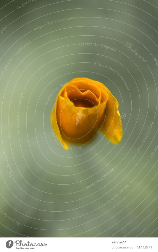Mohnblüte öffnet sich Kalifornischer Mohn Blume Blüte Pflanze Natur orange grau Hintergrund neutral Freisteller Schwache Tiefenschärfe Menschenleer Farbfoto