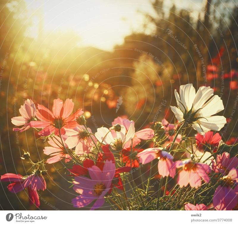 Verschwenderisch Cosmea Blumen Blüten blühend Sommer leuchtend leuchtende Farben Menschenleer Schwache Tiefenschärfe Blühend Außenaufnahme Nahaufnahme Natur