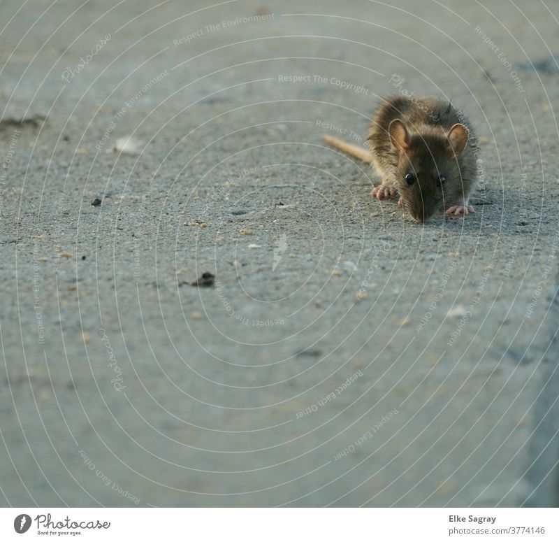 Ratte auf Nahrungssuche.... Nagetier Tier Außenaufnahme Menschenleer Natur Wildtier Tierporträt