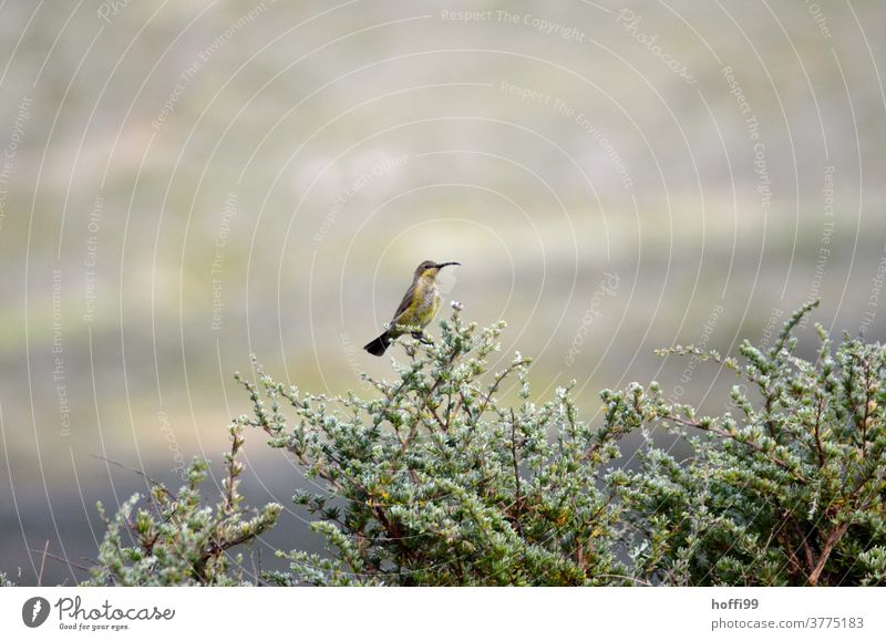 ein aufmerksamer Vogel auf Dornenhecke Dornenbusch Schnabel gebogen Vögel Tierporträt Natur Feder Auge Wildtier Flügel Menschenleer unscharfer Hintergrund