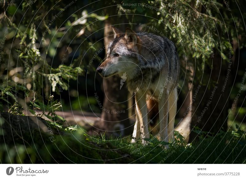 Ein einzelner Eurasischer Wolf steht im Wald Canis lupus Schaf Tier Tiermotive Tierwelt Fleischfresser gefährlich Hund Fell heulen Jäger Einzelgänger Säugetier