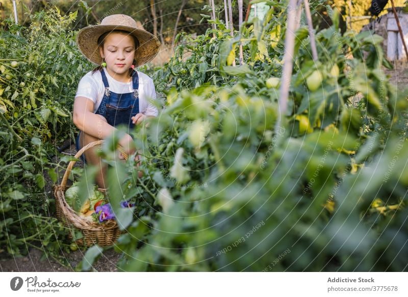 Unbekümmertes Mädchen pflücken Gemüse in härten auf dem Lande Ernte abholen Kind Garten Landschaft reif Weide Korb Saison Dorf Sonnenlicht bezaubernd Natur