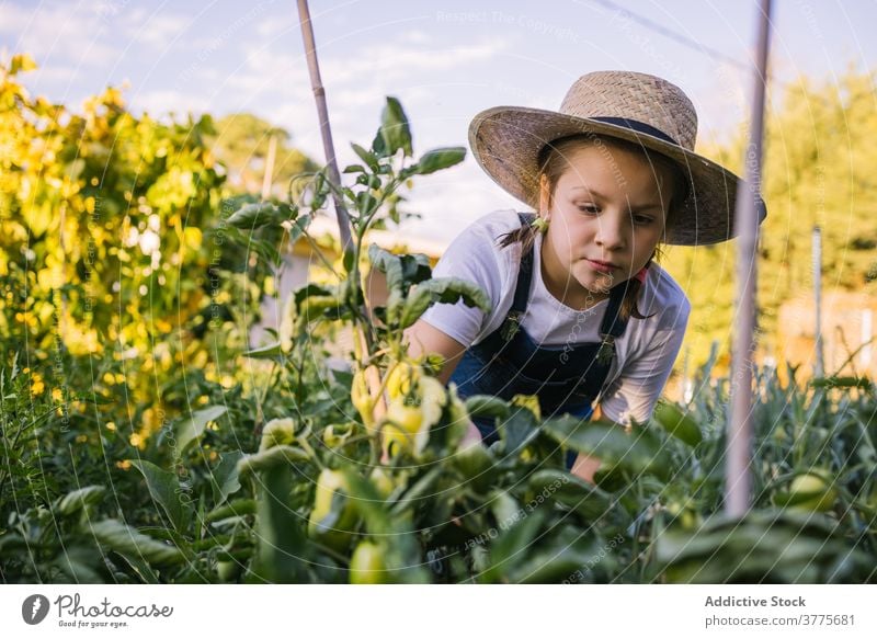 Unbekümmertes Mädchen pflücken Gemüse in härten auf dem Lande Ernte abholen Kind Garten Landschaft reif Weide Korb Saison Dorf Sonnenlicht bezaubernd Natur