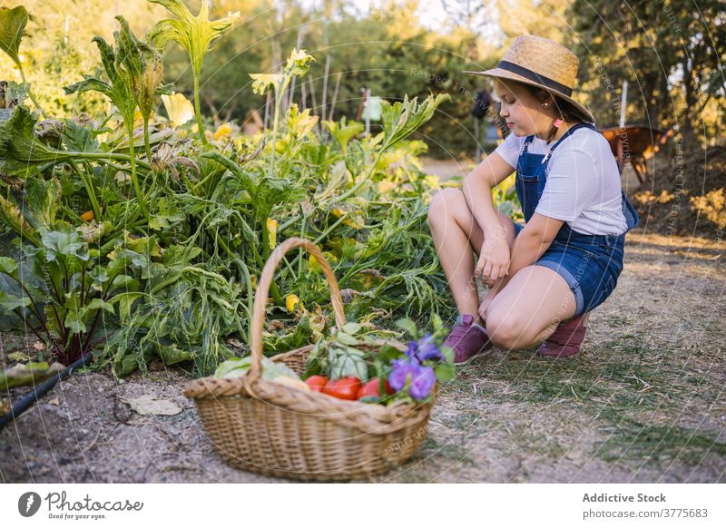 Kind im Garten mit Korb mit Ernte im Dorf Weide reif Landschaft Gemüse Mädchen Blume duftig verschiedene Natur Gesundheit Pflanze organisch Saison lecker roh
