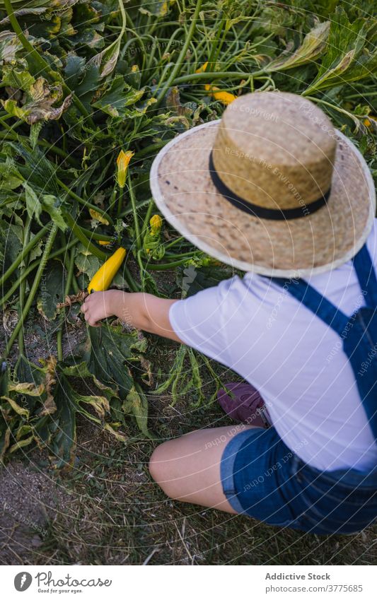 Anonymes Kind sammelt Gemüse im Garten Ernte Saison abholen Dorf Landschaft reif pflücken Sonnenlicht Mädchen Natur organisch Kindheit natürlich kultivieren