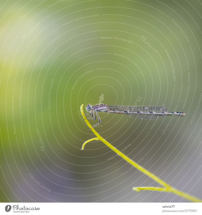 Spitzenposition Natur Libelle Insekt Pflanze Ranke zart filigran oben Haltung Makro Textfreiraum oben Hintergrund neutral Menschenleer Tier Flügel Makroaufnahme