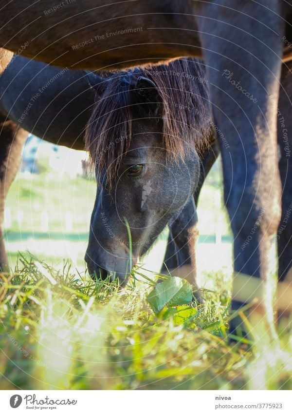 Islandpferd Gras Farbfoto Pferd Ferien & Urlaub & Reisen züchten Wiese Außenaufnahme Pony Tourismus Wetter Grasland Landschaft Berge Island Ponys Pferde