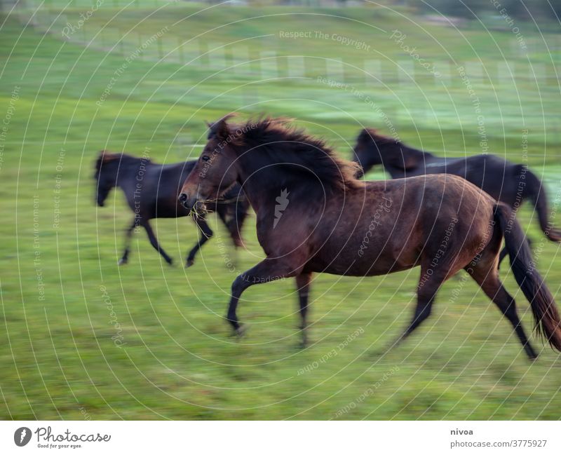 Islandpferde auf der Weide Island Ponys Tag Außenaufnahme Farbfoto Tier Pferd Tierporträt Wildtier Nutztier Menschenleer Bewegungsunschärfe rennen Tiergesicht