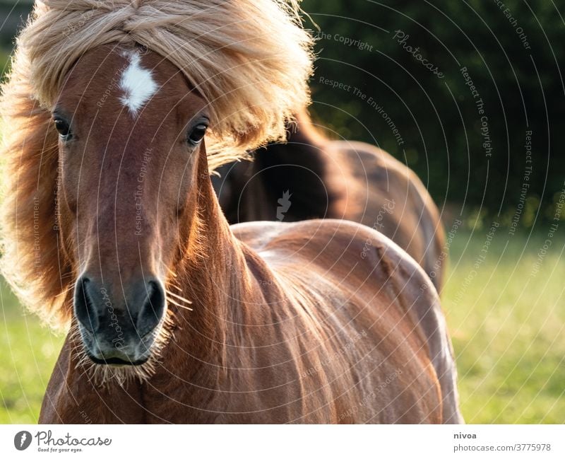 Inselpferd in Bewegung Island Ponys Bewegungsunschärfe Außenaufnahme Farbfoto Tier Tag Pferd Tierporträt Tiergesicht Nutztier Wildtier 1 wild Mähne Natur