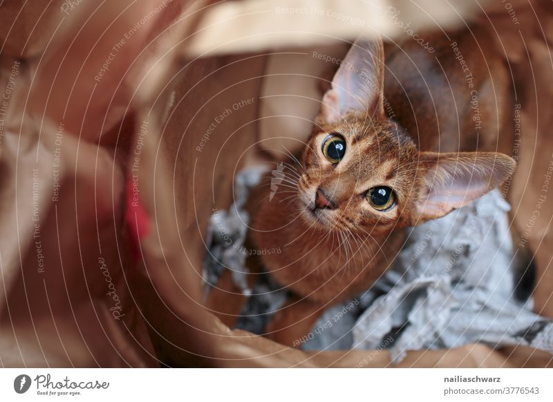 Abessinier Katze in der Papiertüte friedlich Farbfoto verspielt Ohren Tier Beobachter beobachten entspannung frech Fröhlichkeit Idylle natürlich Innenaufnahme