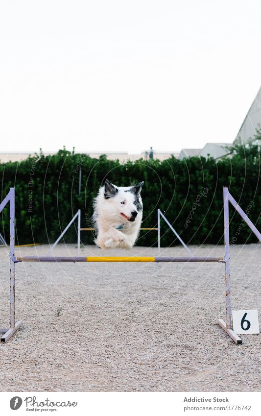 Hund springt über Barriere im Agility-Park Beweglichkeit Training Border Collie springen laufen Hindernis Gerät Hürde Eckzahn Kurs Aktivität Testversion
