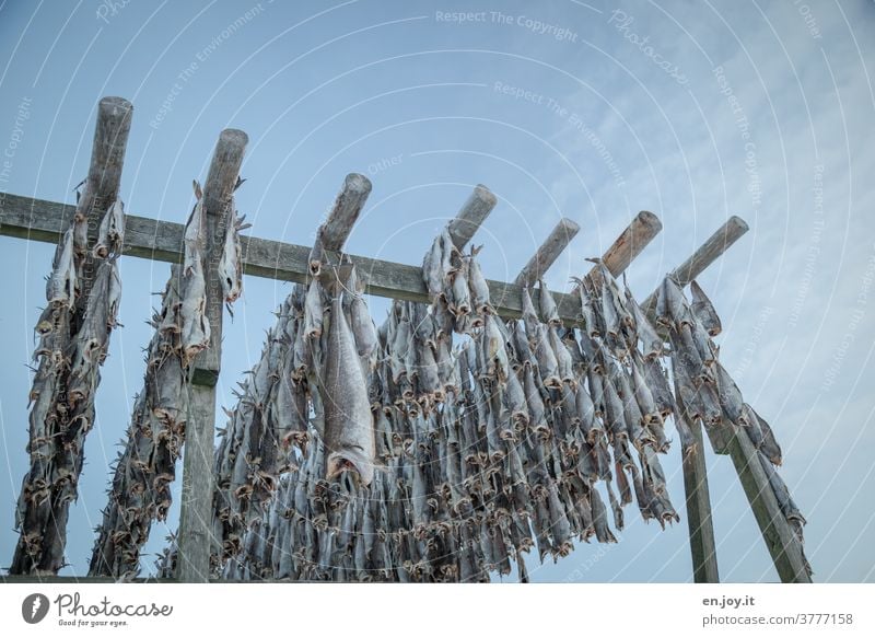 zum Trocknen aufgehängter Stockfisch skrei Fisch hängen Fischgestell Trockenfisch Norwegen Meeresfrüchte Ferien & Urlaub & Reisen Lebensmittel Nahrung