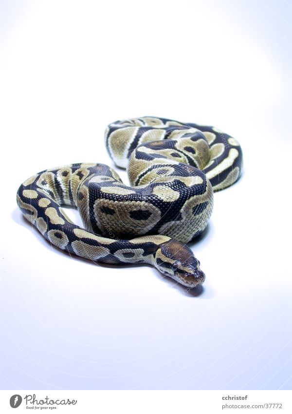 Der Pypi kalt gefährlich Schlange Python Königspython kaltblütig snake