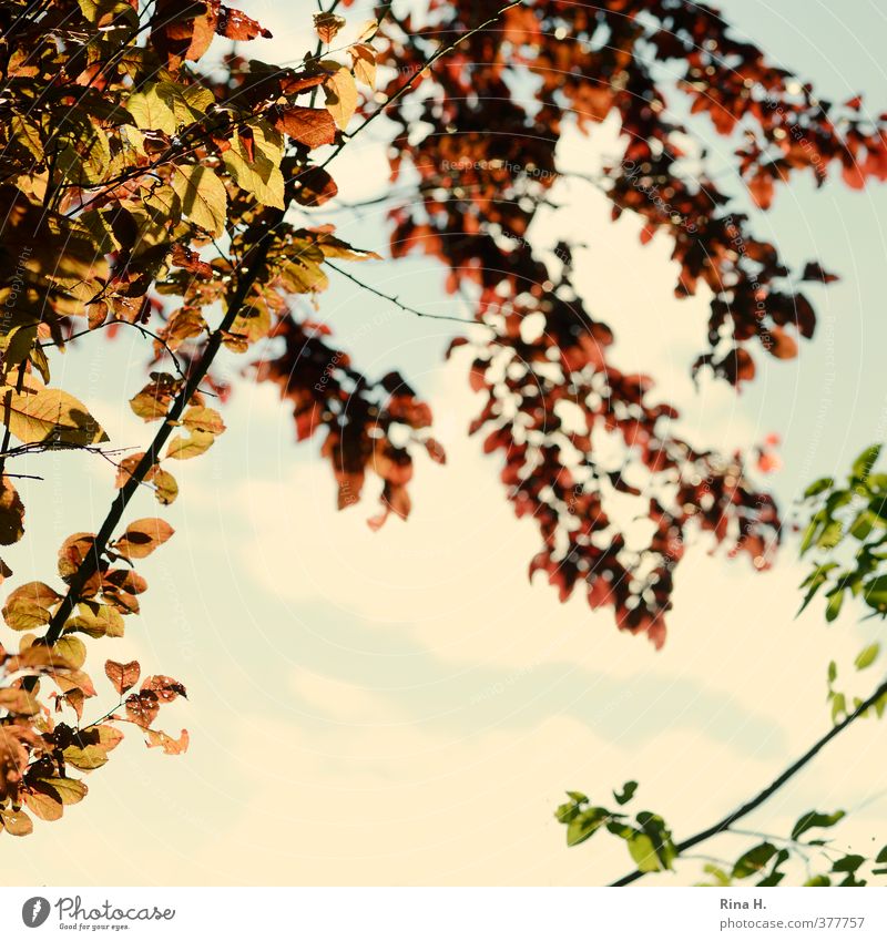 BlätterDach Himmel Schönes Wetter Baum Blatt grün rot Quadrat Zweige u. Äste Farbfoto Außenaufnahme Textfreiraum Mitte Schwache Tiefenschärfe Froschperspektive