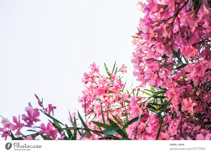 Rosa Oleander vor hellem Himmel mit Kopierraum dekorativ im Freien mediterran Park Nerium-Oleander Sommerzeit Oleanderbaum pulsierend giftig Sommerblume
