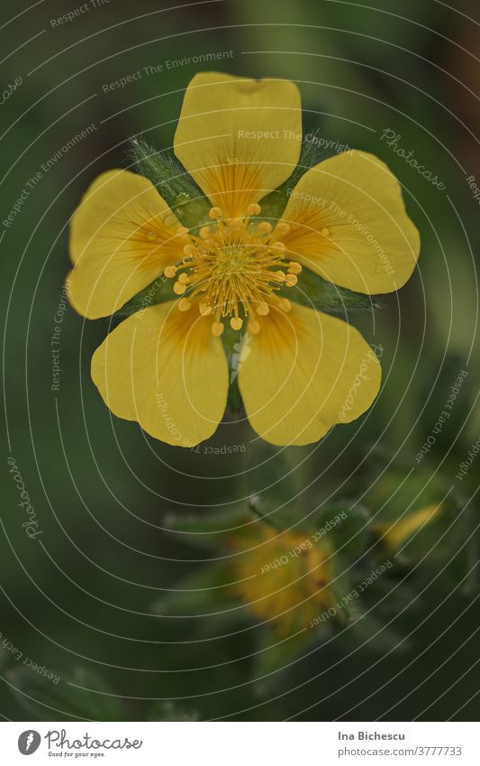Eine gelbe Großblütiges Fingerkraut (Potentilla megalantha) Blüte auf unscharfen, grünem Hintergrund. Großblütiges Fingerkraut Blüte orange Makroaufnahme