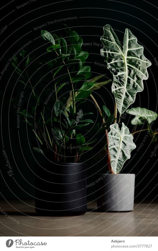 Zimmerpflanzen in der Studiobeleuchtung Pflanzenfotografie grüne Blätter Pflanzen-Heimdekoration Gartenzimmer Grün Innengarten Hausgartenarbeit groß botanisch