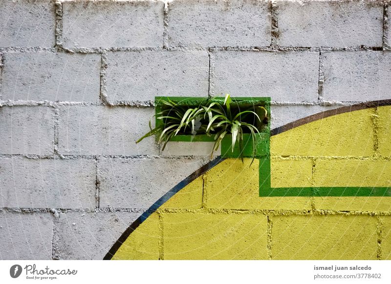 Pflanze auf der alten Mauer Wand weiß gelb Verlassen Straße grün Außenaufnahme Farbfoto Dekoration & Verzierung Blätter