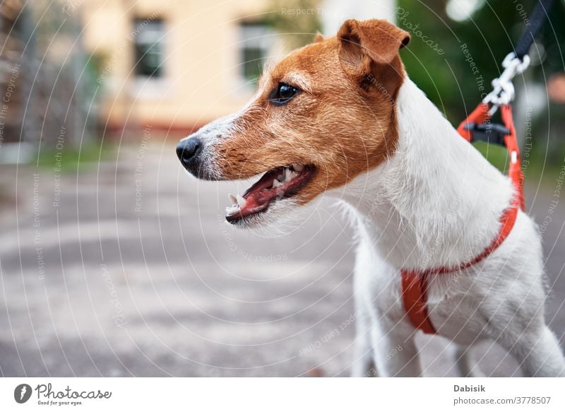 Hundeporträt. Jack-Russel-Terrier-Spaziergang im Freien Welpe jack russell Porträt niedlich Glück Haustier bezaubernd braun Gesicht züchten heimisch spielen